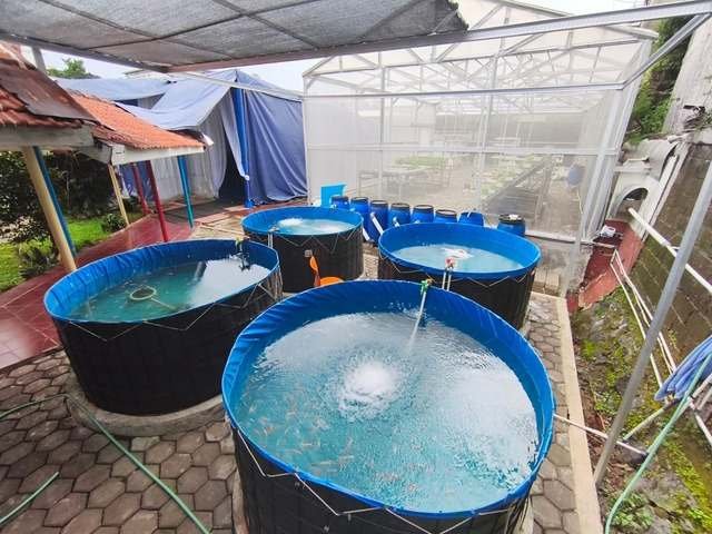 Kolam bundar budidaya ikan nila di samping green house