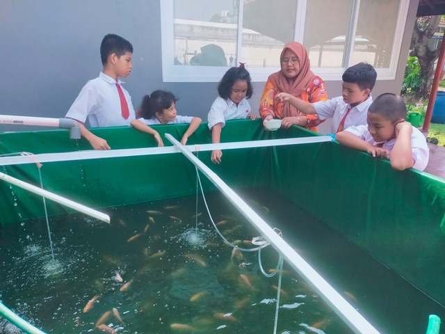 Siswa memberi makan ikan nila di kolam